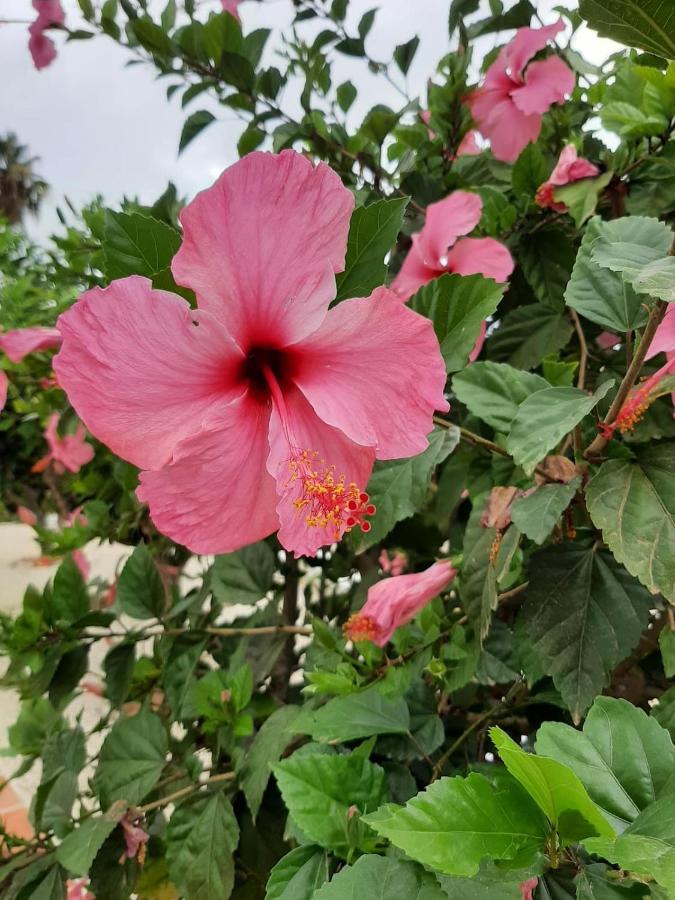 Villa Margarita - A Tranquil Oasis With Large Private Pool Jávea エクステリア 写真